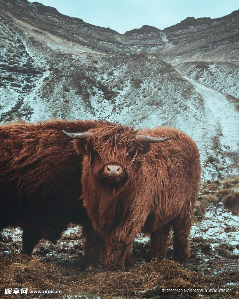 高地牛在雪山下的草地