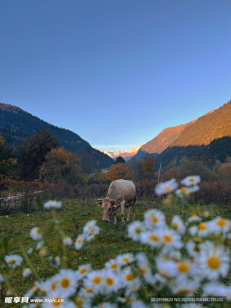 山間牧羊景 