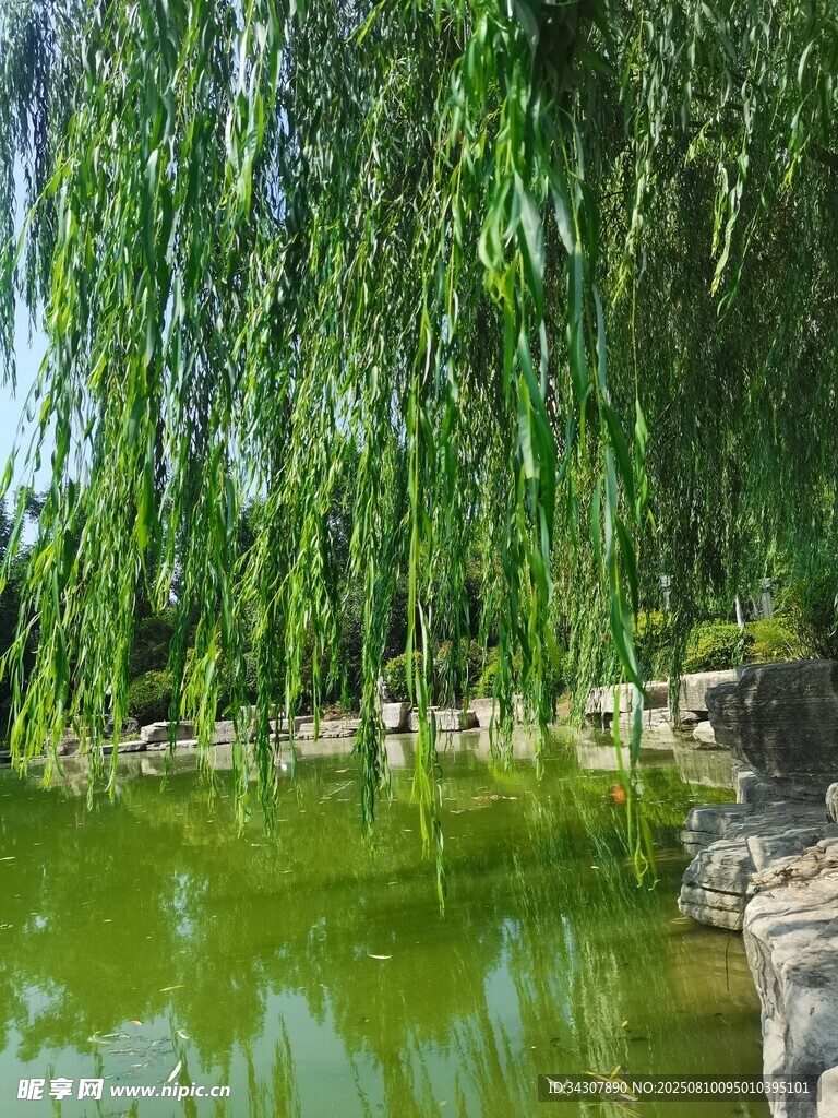 垂柳拂綠水畔清幽景致