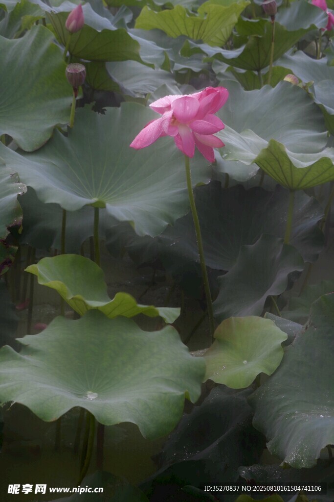荷花荷葉