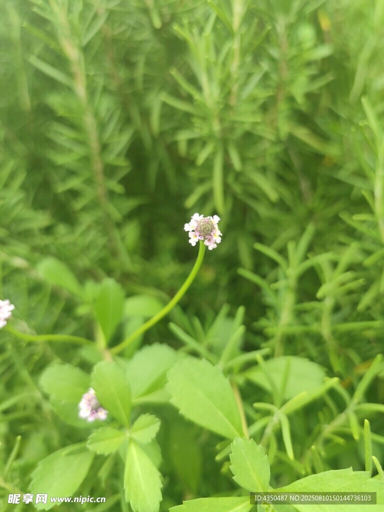 綠葉叢中的白色小花
