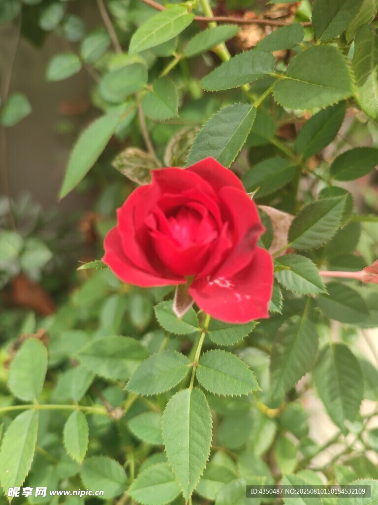 嬌艷紅玫瑰綻放綠葉間