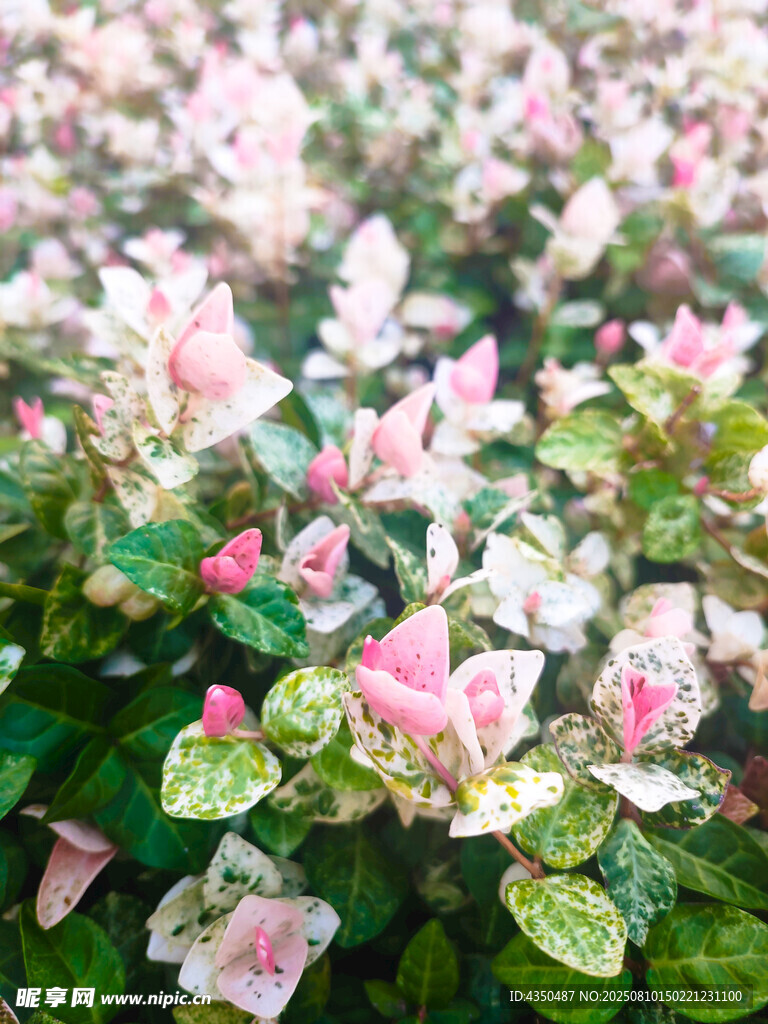 粉色花葉交織的美麗景致
