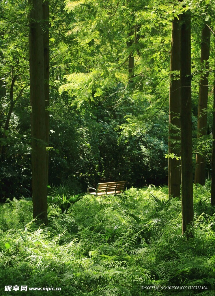 綠意盎然的森林休憩場景