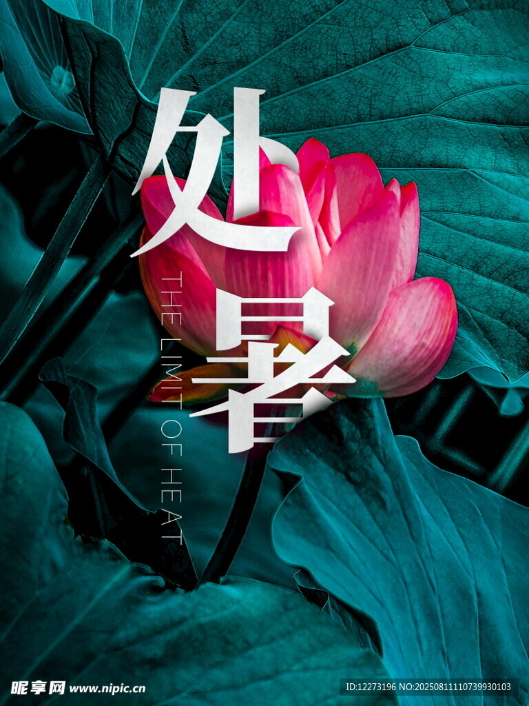 處暑時節(jié)荷花與綠葉景致