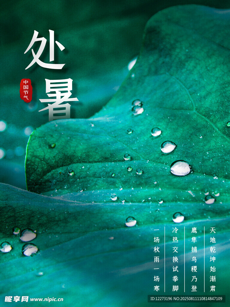處暑時(shí)節(jié)水滴落綠葉畫面