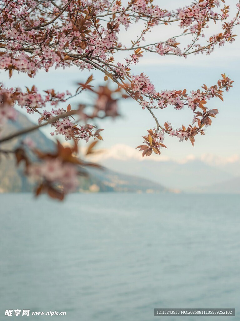湖畔櫻花綻放美景背景圖 