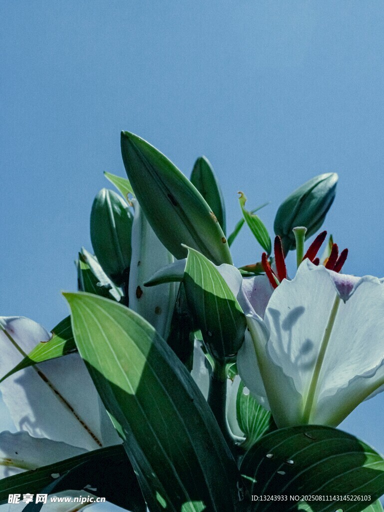 清新綻放的白色百合花