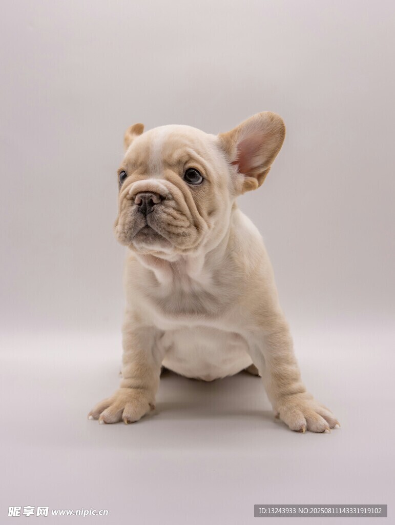 可愛(ài)法斗幼犬乖巧蹲坐