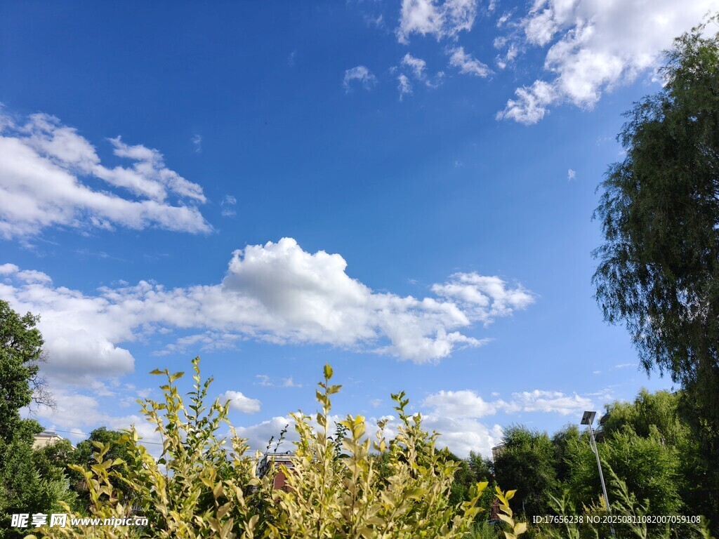 藍天白云下的綠植景觀