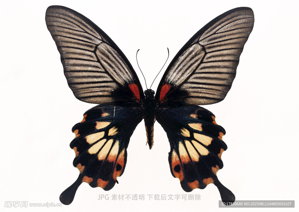 黑橙相間蝴蝶標(biāo)本