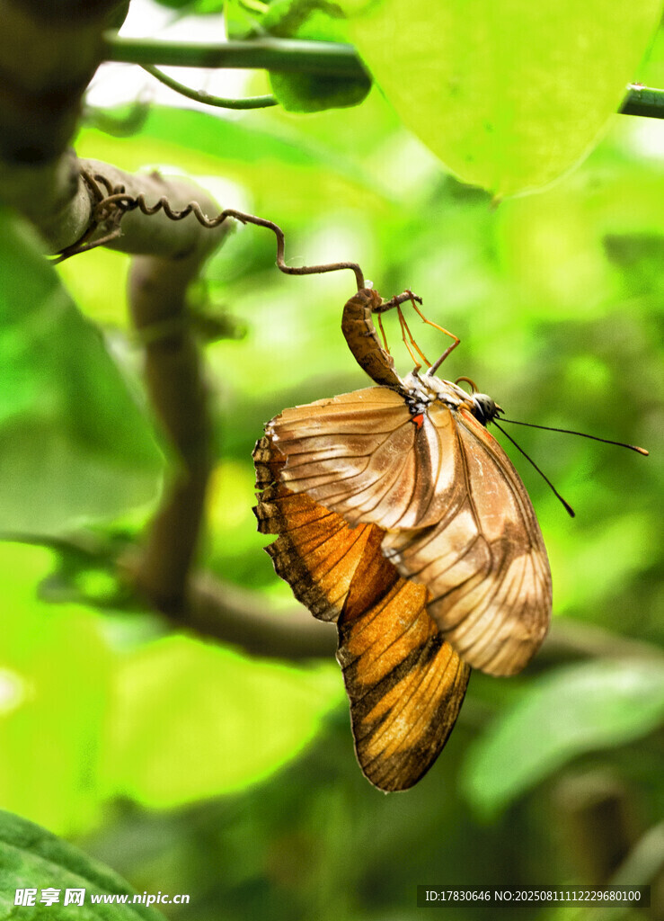 蝴蝶破繭瞬間