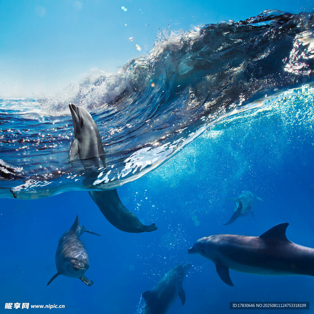 海中暢游的歡快海豚群