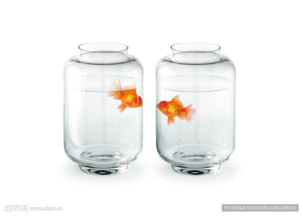雙玻璃罐中的金魚