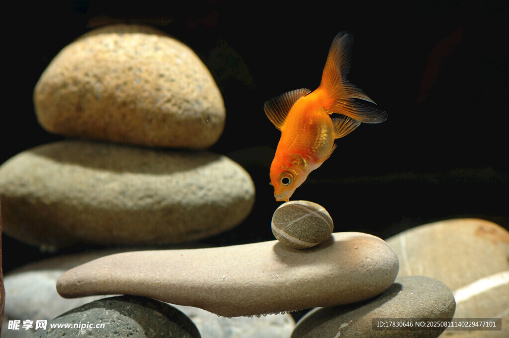 金魚(yú)與石的靜謐小景
