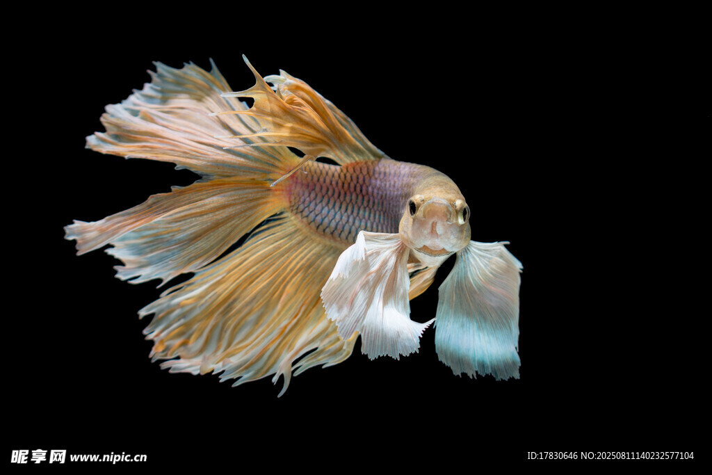美麗多彩的斗魚