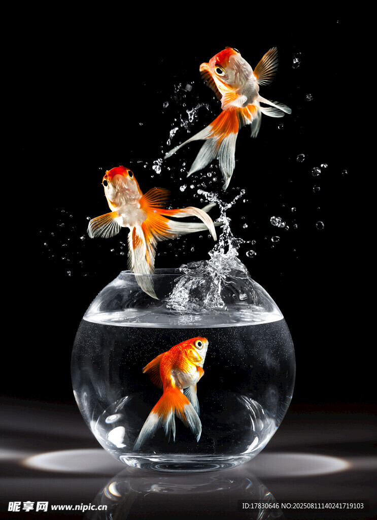 金魚躍出魚缸瞬間