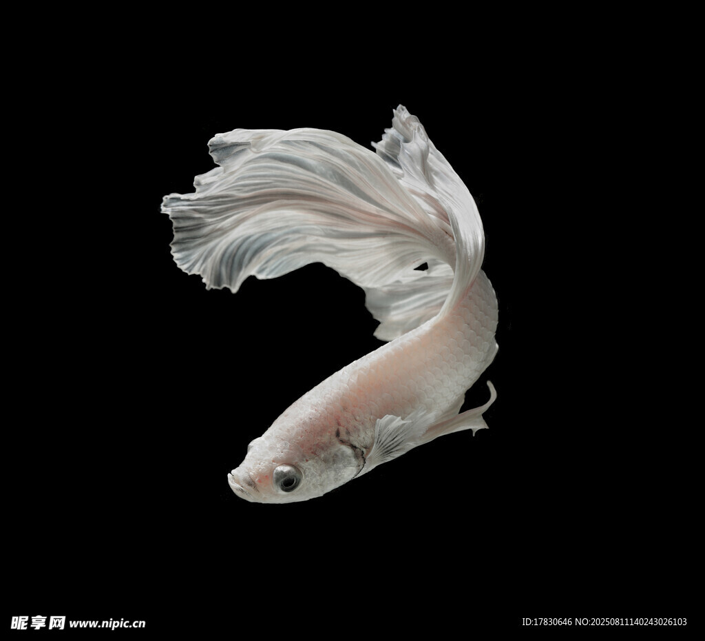 優(yōu)雅飄逸的白色斗魚