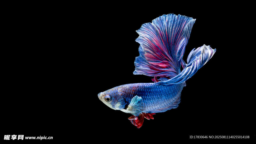 飛舞的絢麗斗魚(yú)