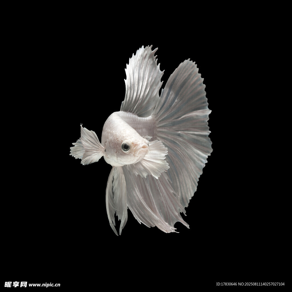 斗魚