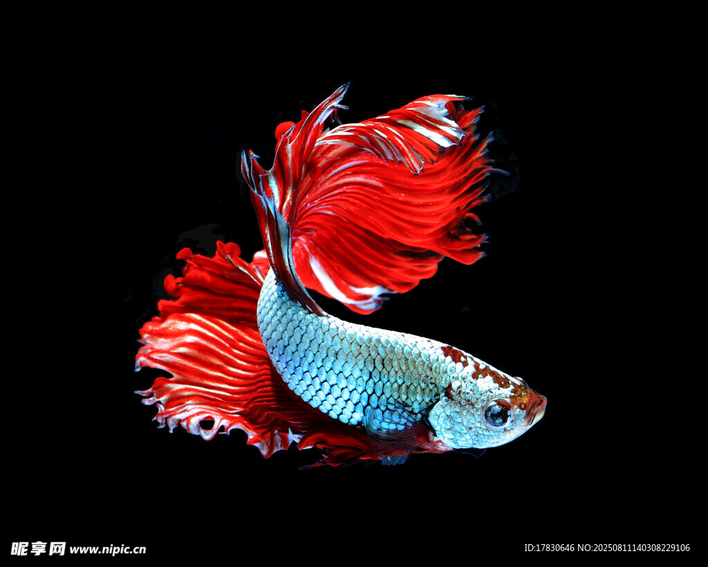 斗魚