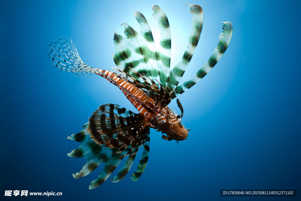 水中游動的斑斕獅子魚