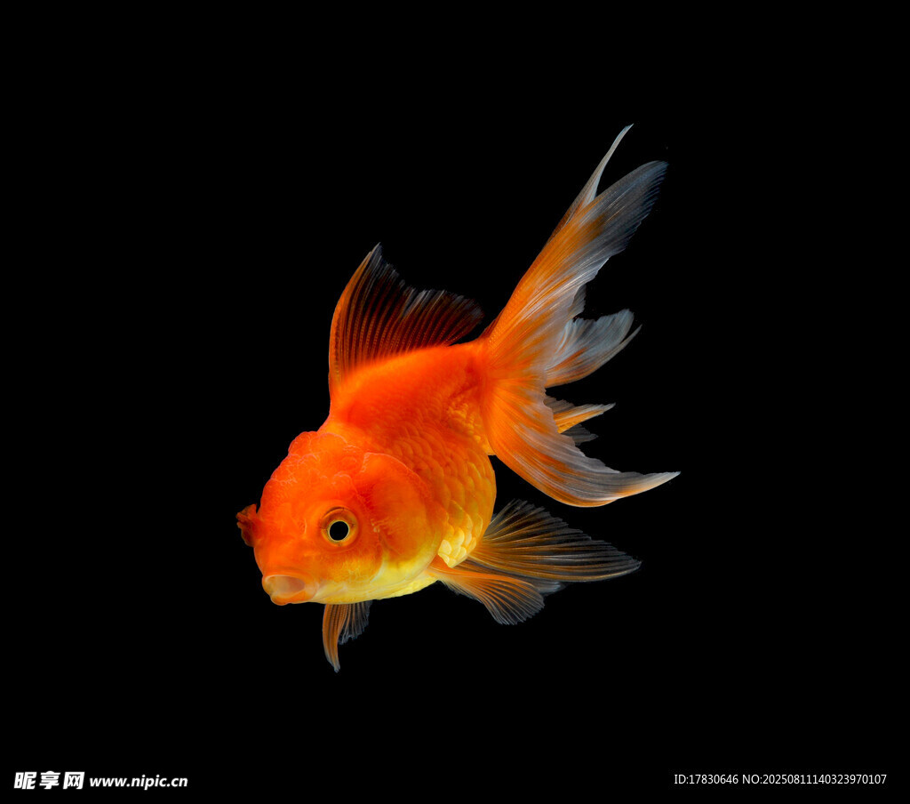 橙紅金魚于黑色背景中游弋
