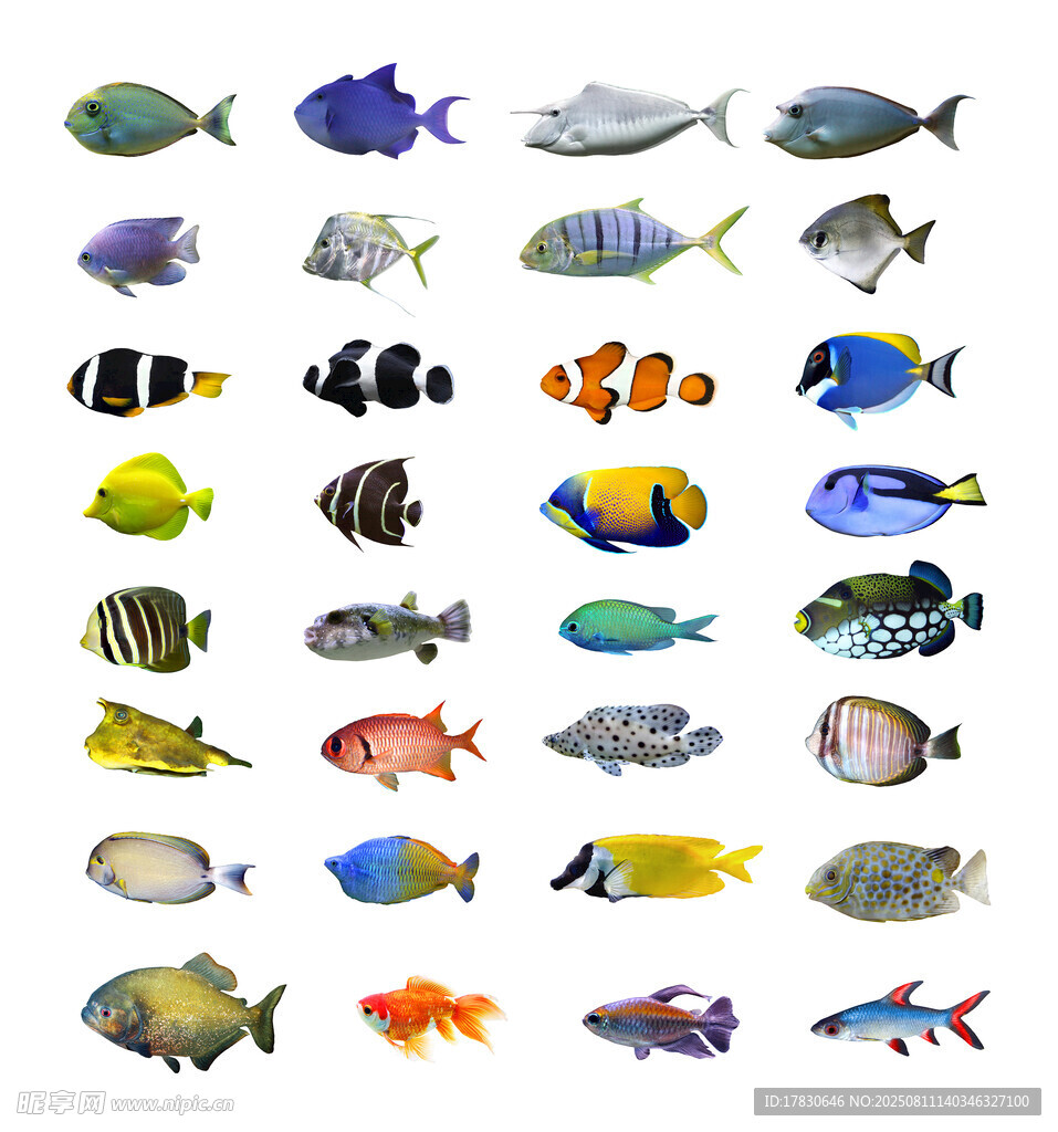 多樣色彩斑斕熱帶觀賞魚