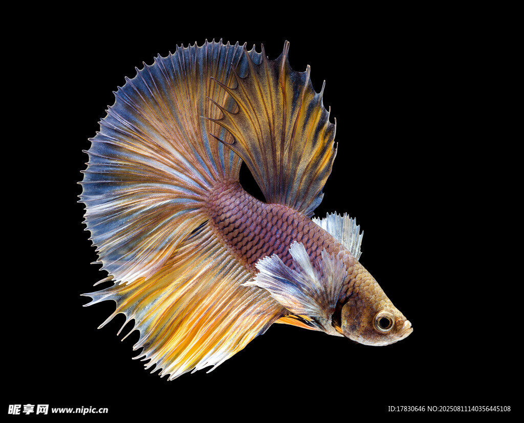 絢麗多姿的斗魚