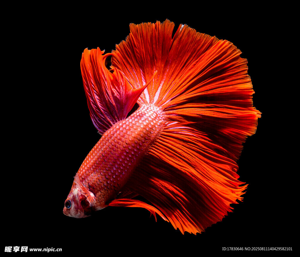 斗魚