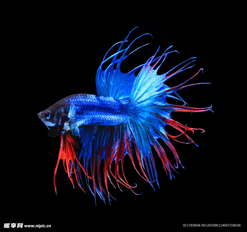 絢麗多彩的暹羅斗魚
