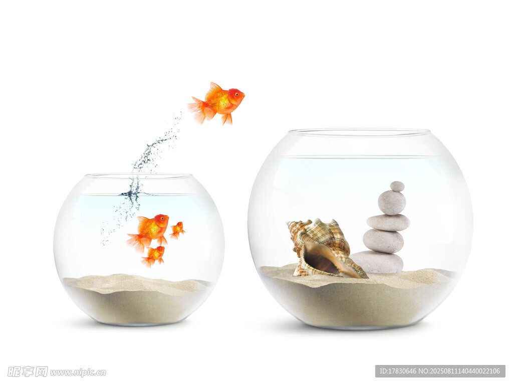 雙魚(yú)缸內(nèi)金魚(yú)與景觀