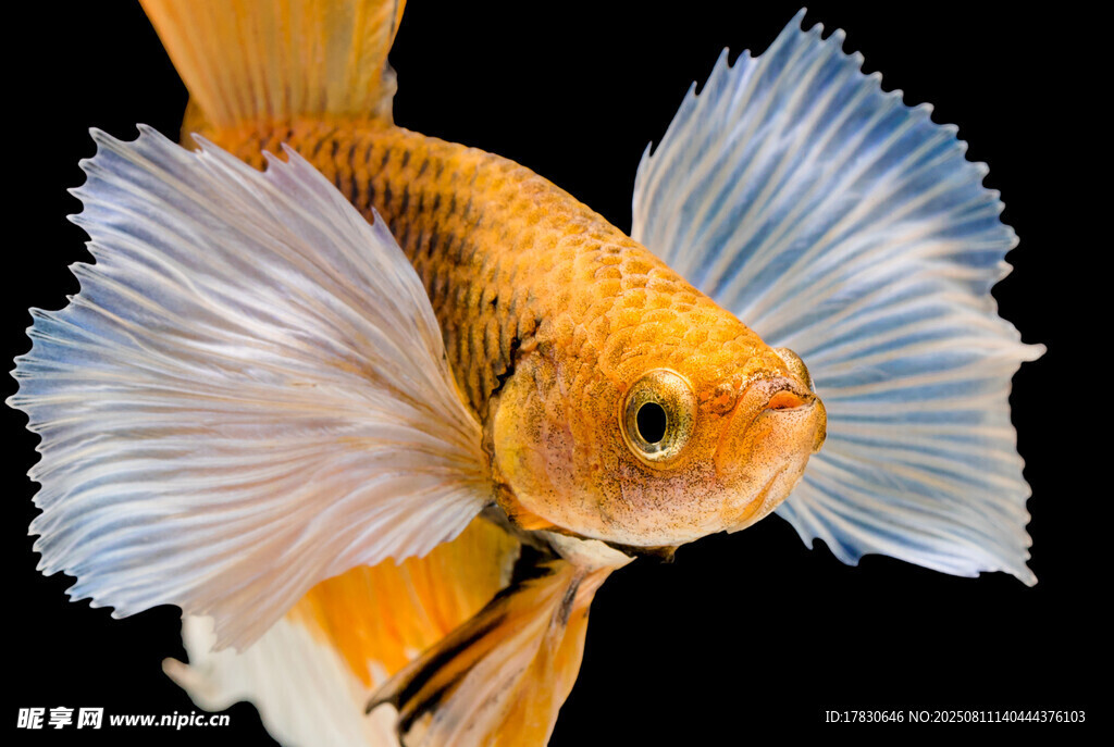 斗魚