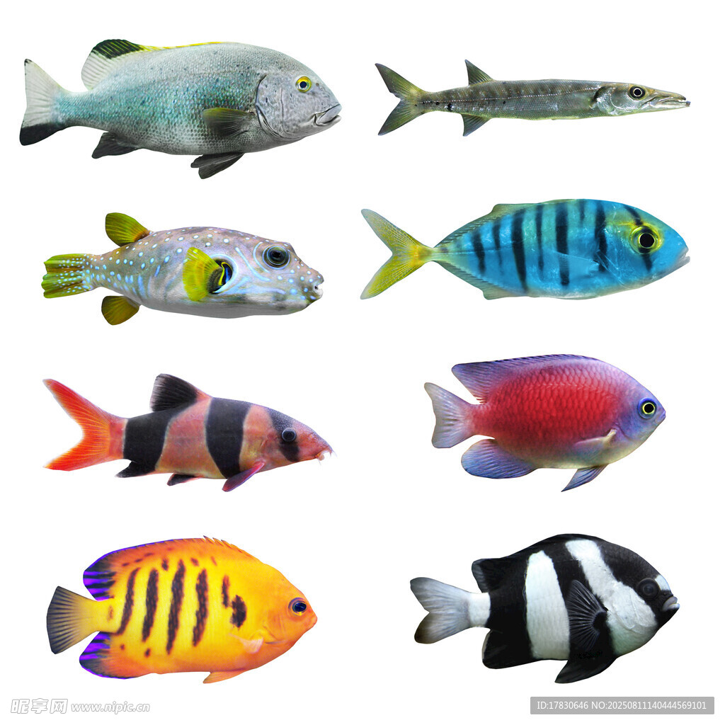 多彩觀賞魚集合