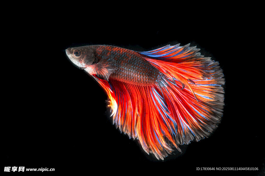 絢麗多彩的斗魚