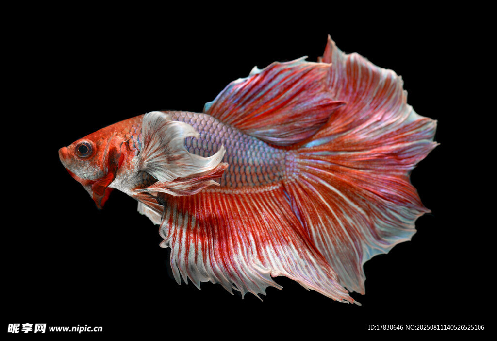 絢麗多彩的斗魚(yú)