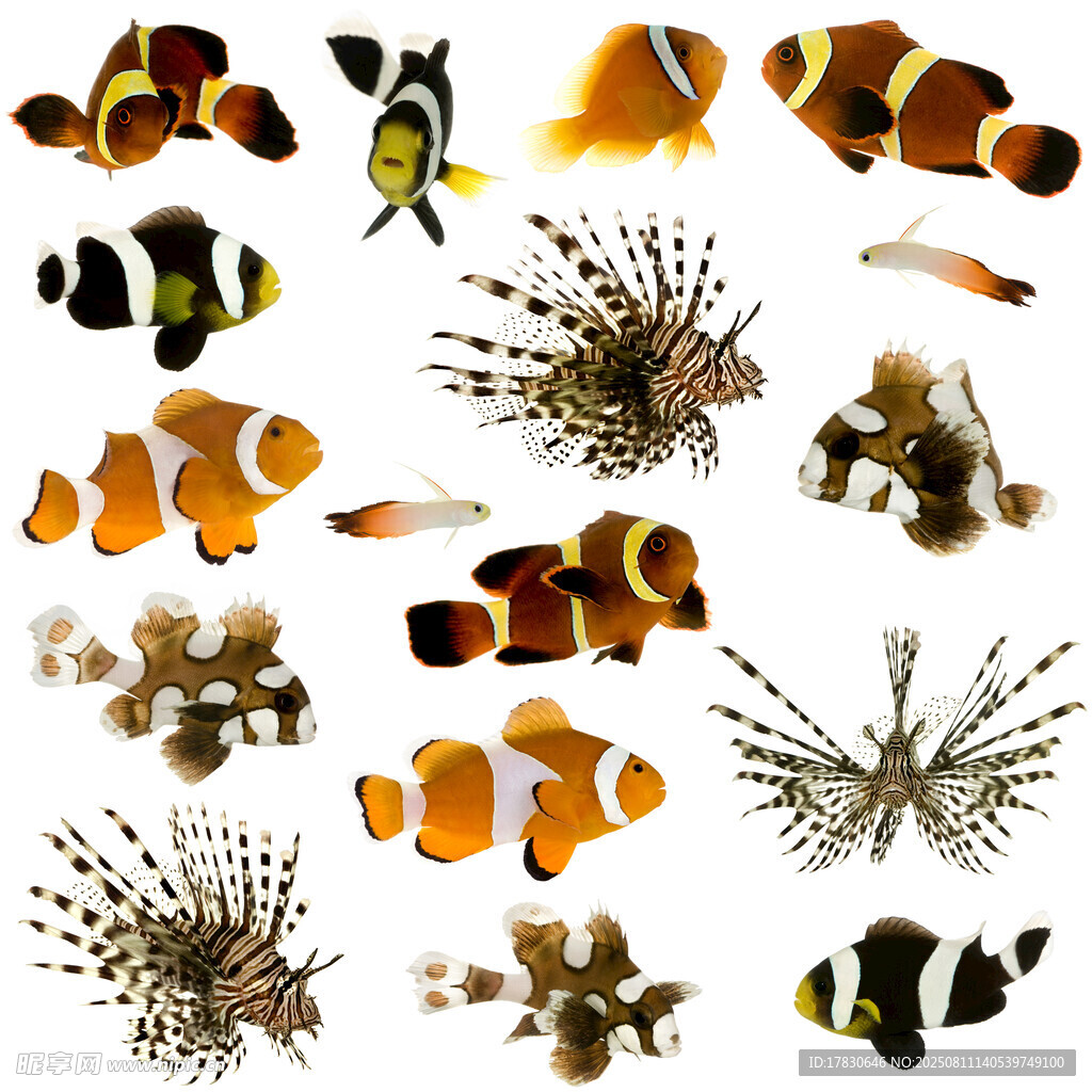 多彩海洋魚(yú)類(lèi)與珊瑚集合