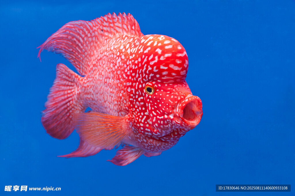 艷麗紅羅漢魚特寫