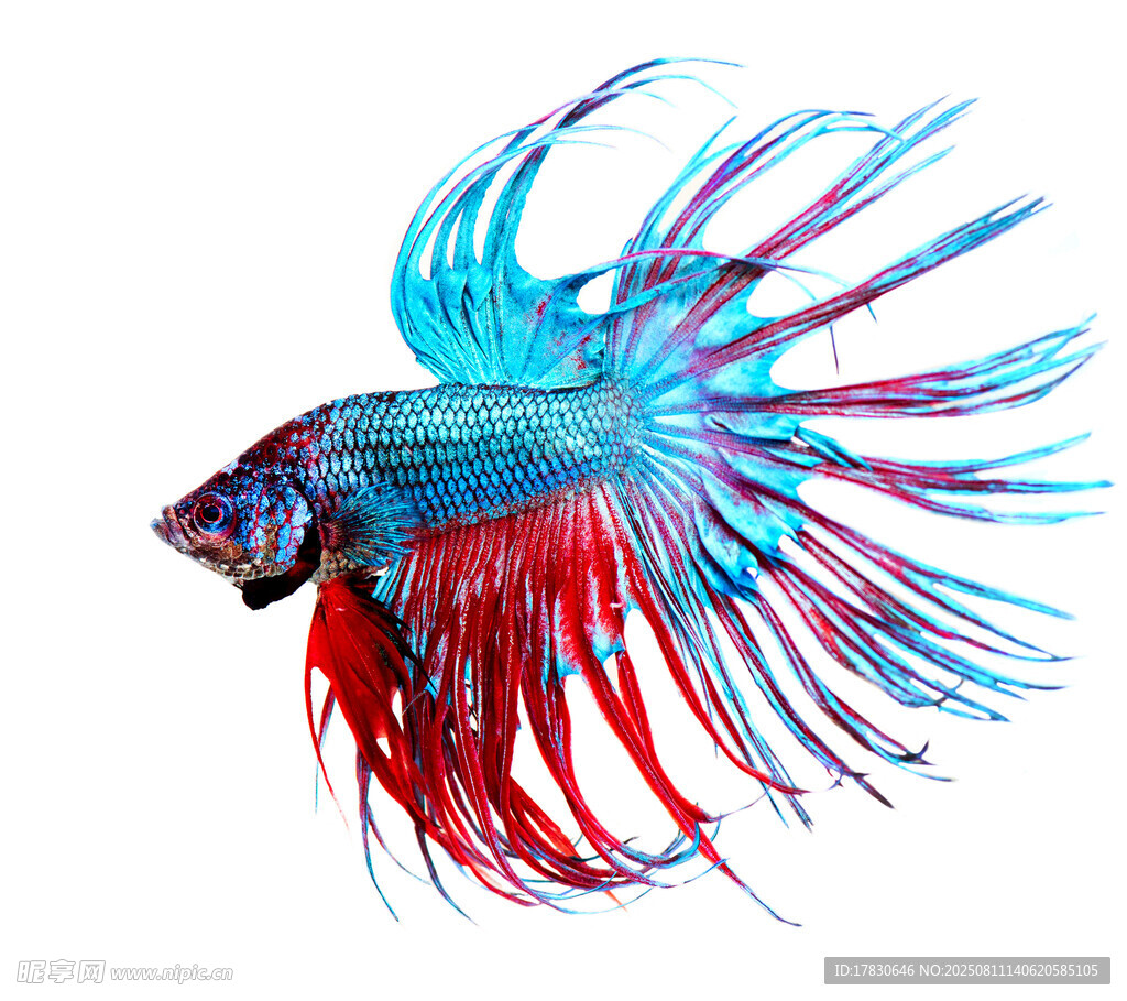 色彩絢麗的斗魚(yú)
