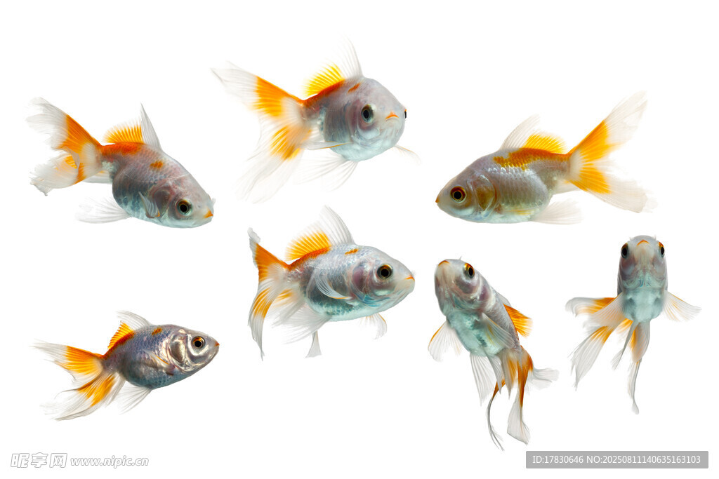 多彩金魚群游畫面