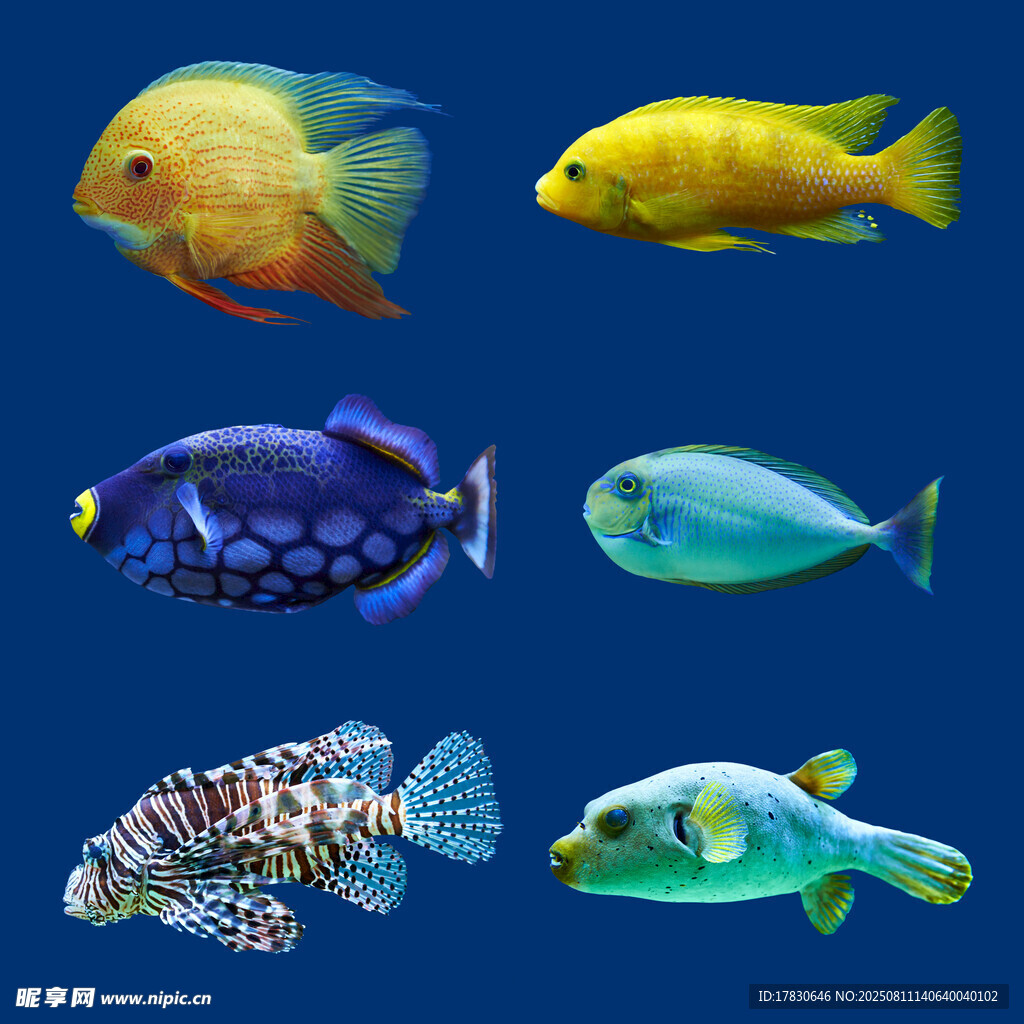 多彩觀賞魚展示
