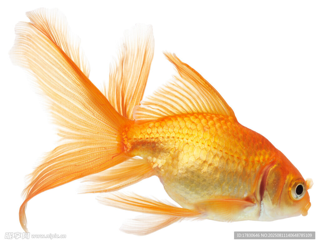 斗魚