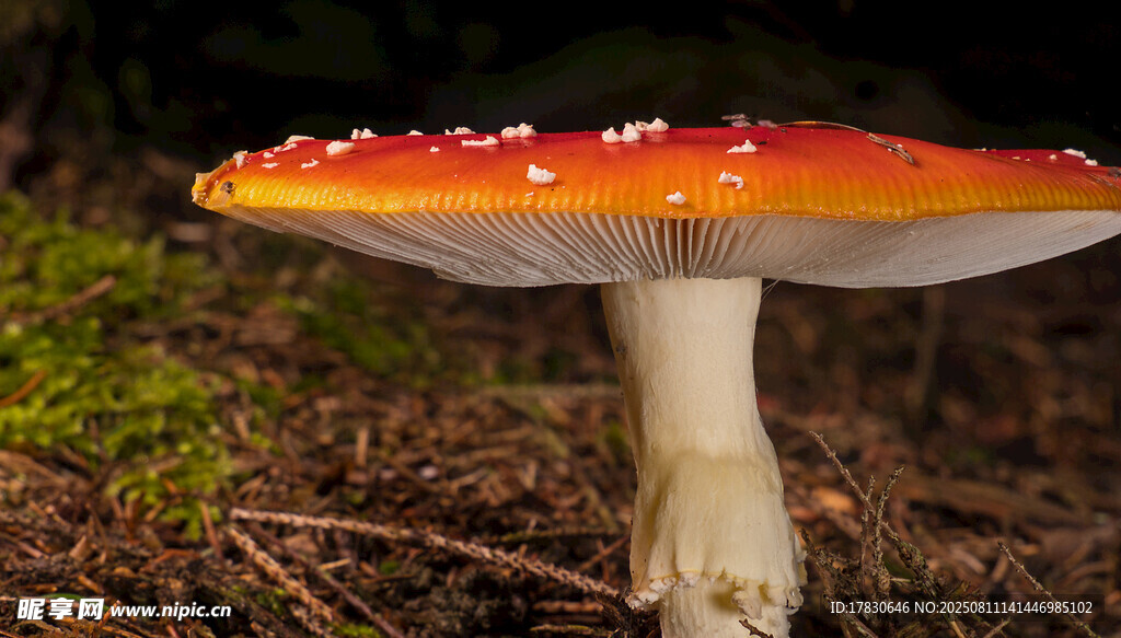 鮮艷紅菇生長于林地