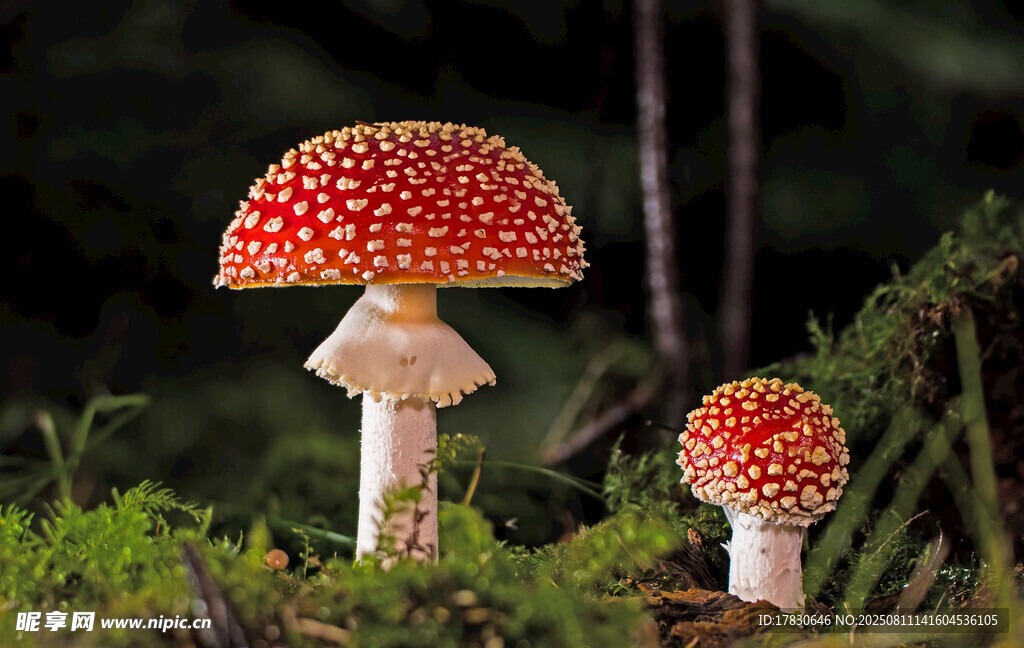 森林中的鮮艷紅菇