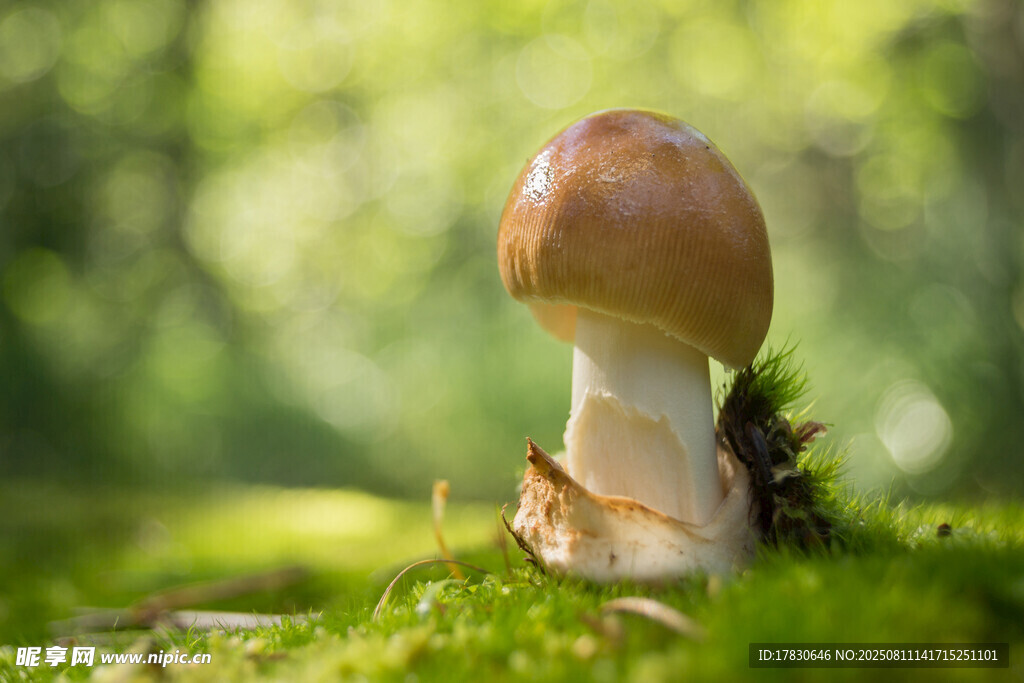 森林中的蘑菇特寫