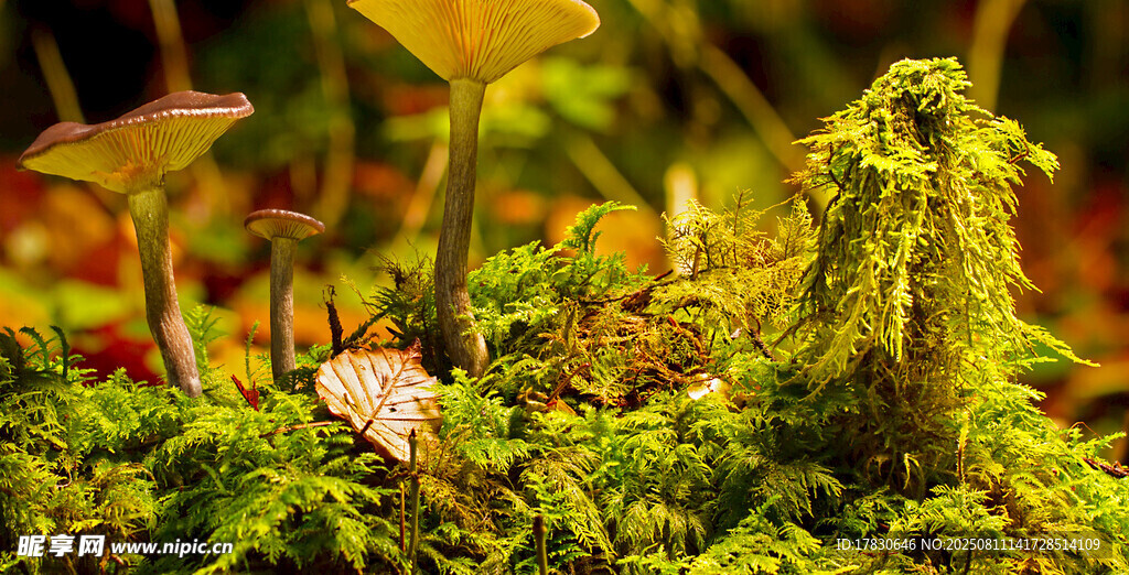 苔蘚中的奇異植物景觀
