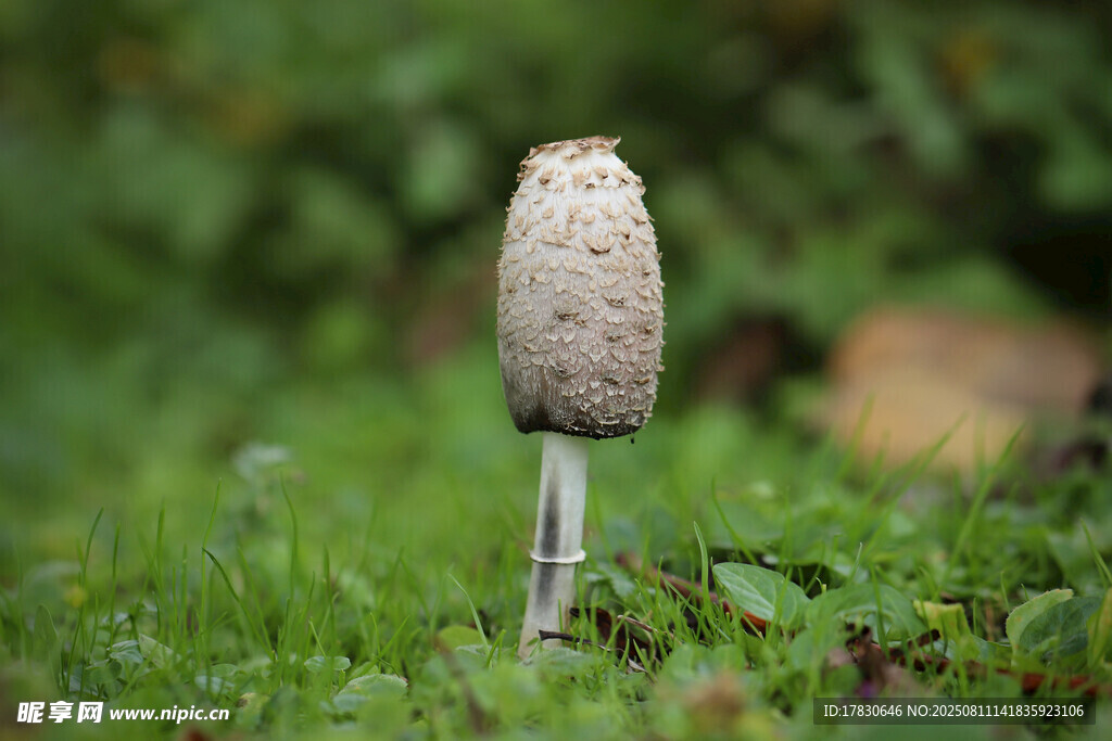 草地上的獨(dú)特蘑菇