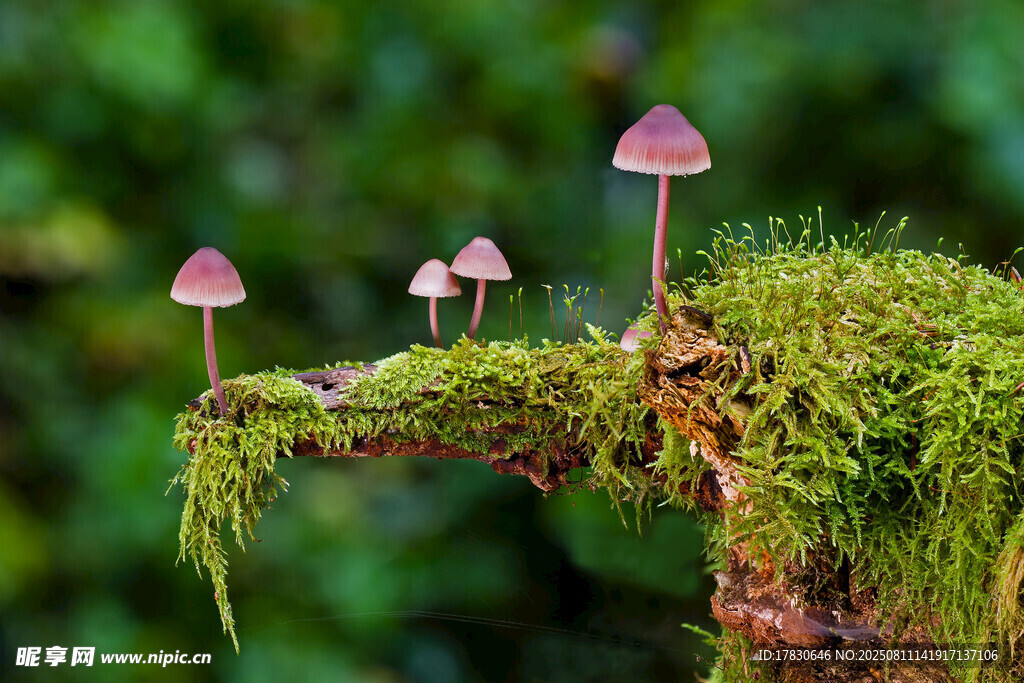 苔蘚上的小巧蘑菇