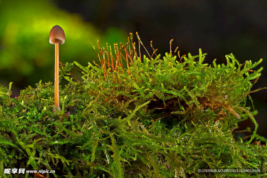 苔蘚間的小蘑菇