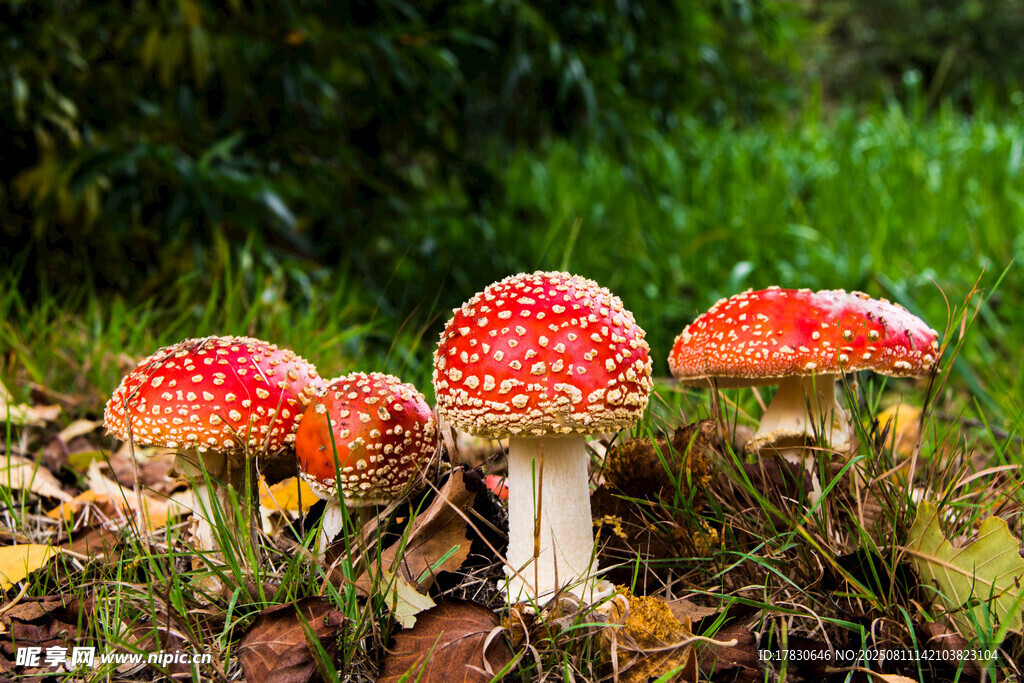 草地上的鮮艷紅菇
